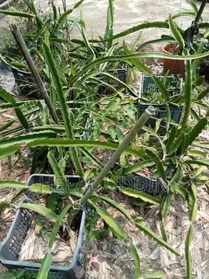 ড্রাগন ফলের কাটিং