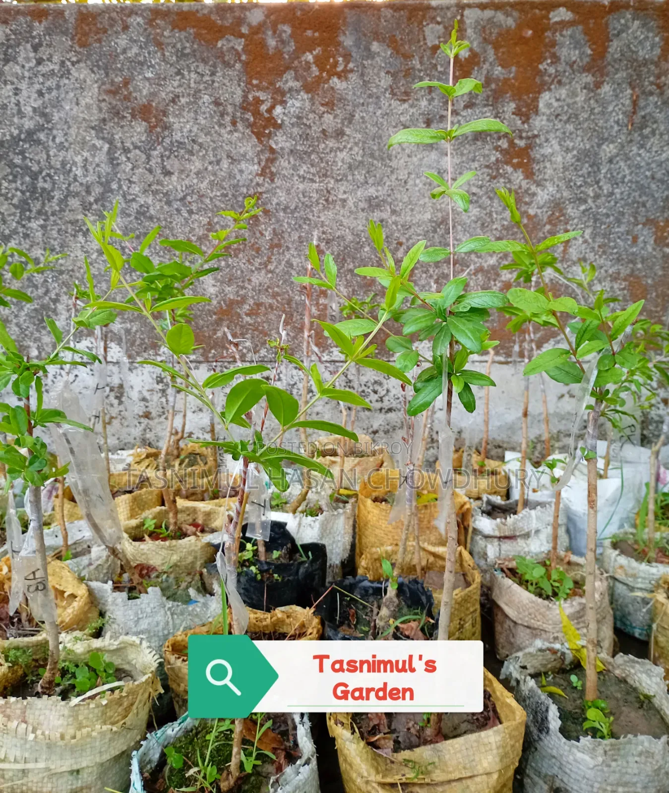 Pomegranate Saplings (Foreign Varieties)