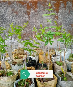 Pomegranate Saplings (Foreign Varieties)