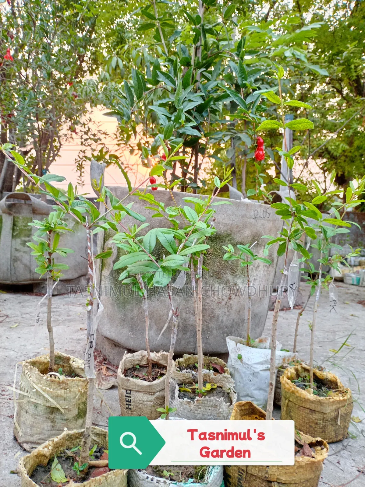Pomegranate Saplings (Foreign Varieties)