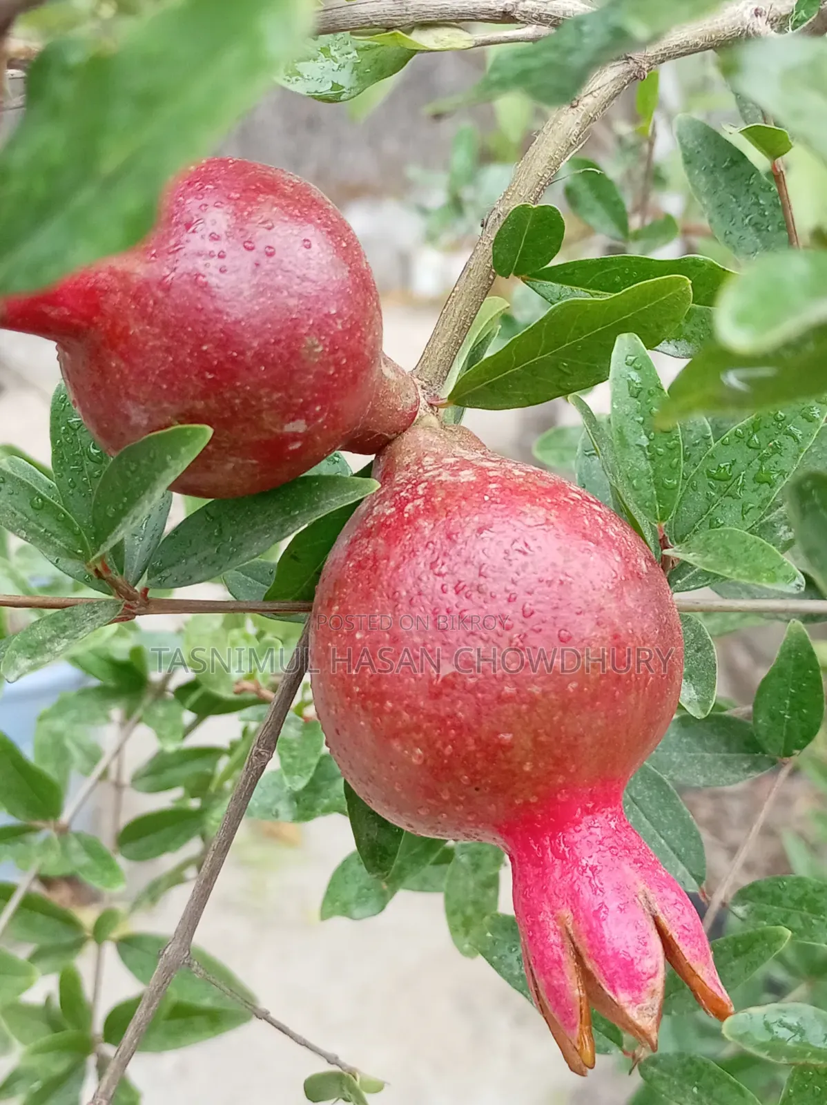 Pomegranate Saplings (Foreign Varieties)