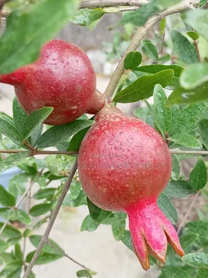 Pomegranate Saplings (Foreign Varieties)