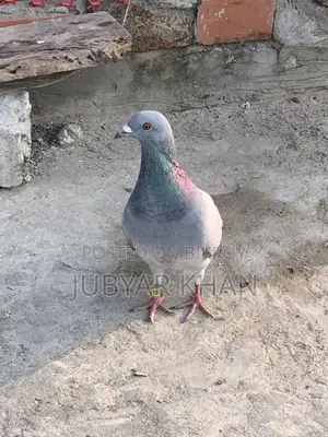 নতুন অ্যাডাল্ট রেসার নর কবুতর