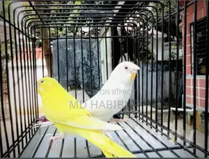 Lutino Red Eye + Albino