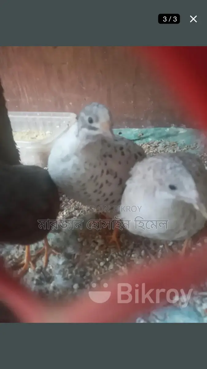 Running King Quail