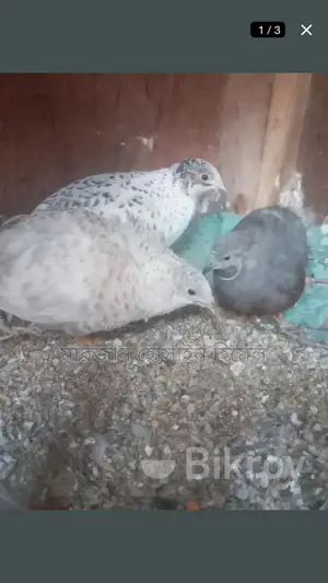 Running King Quail