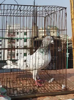 Silver Jiragla Male Pigeon