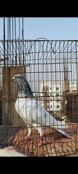 Silver Jiragla Male Pigeon