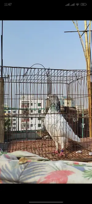 Silver Jiragla Male Pigeon
