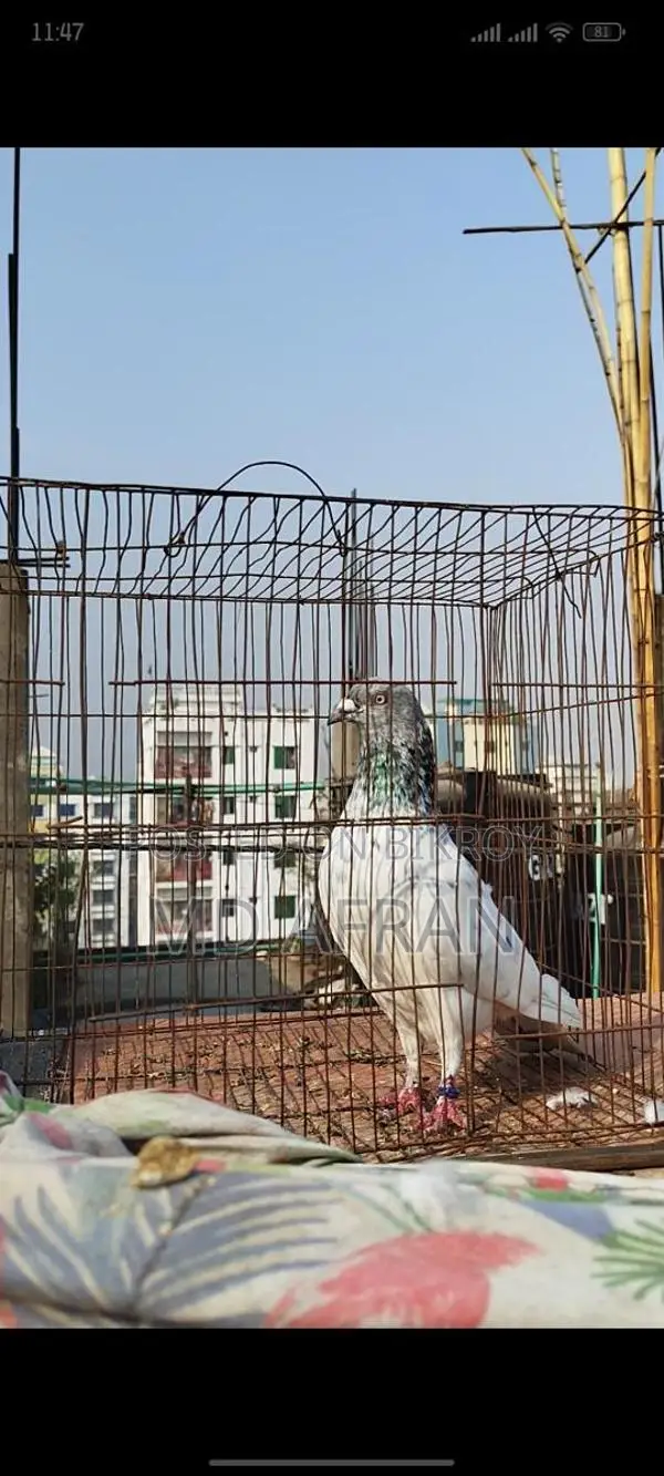 Silver Jiragla Male Pigeon