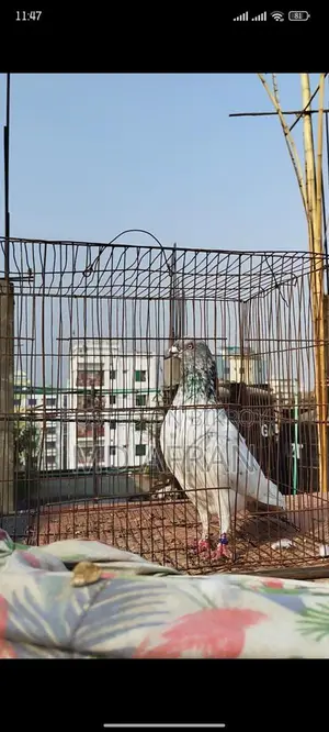 Silver Jiragla Male Pigeon