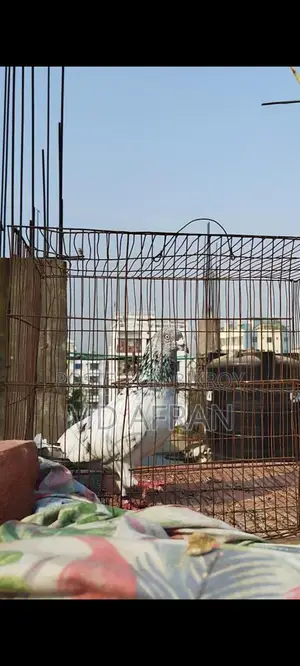 Silver Jiragla Male Pigeon