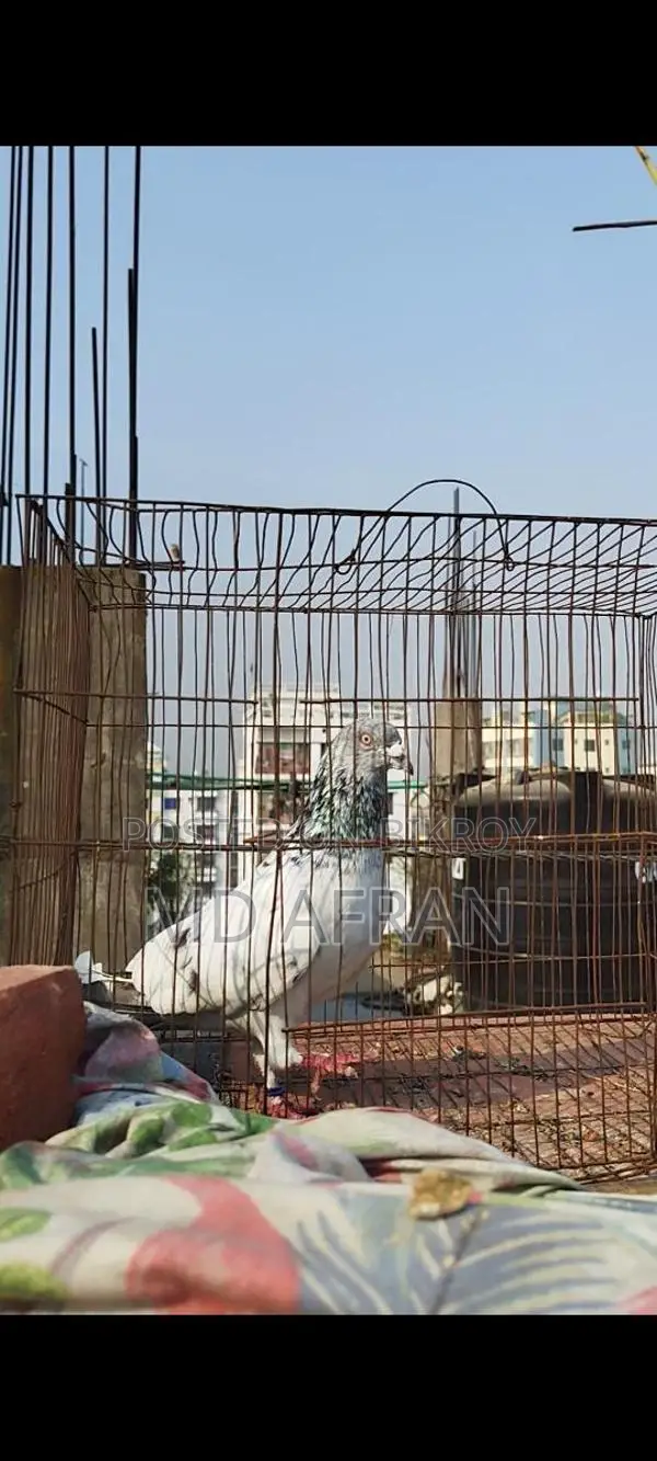 Silver Jiragla Male Pigeon
