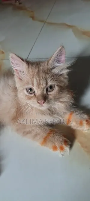 ১+ বছরের ফিমেল পিওর ব্রেড পার্সিয়ান
