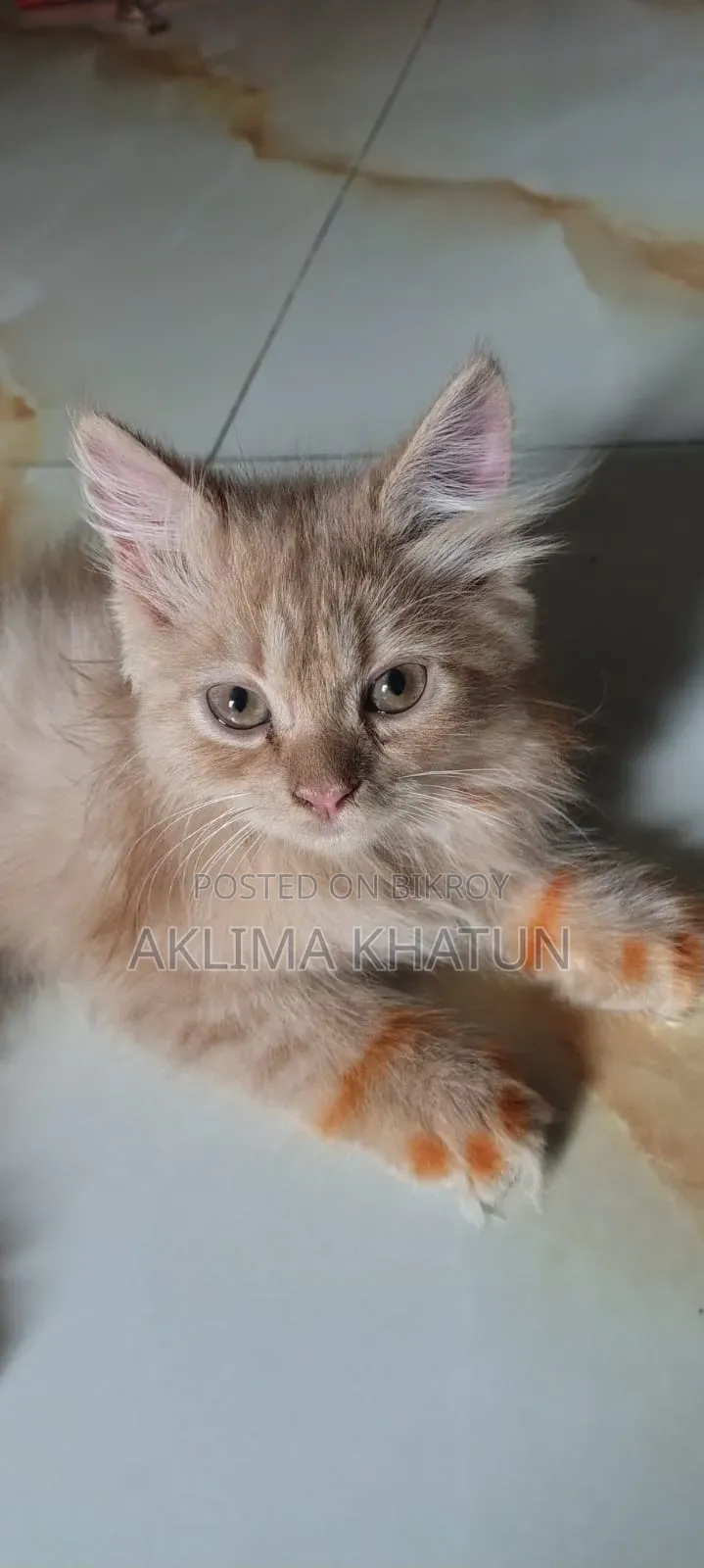 1+ Year Female Purebred Persian