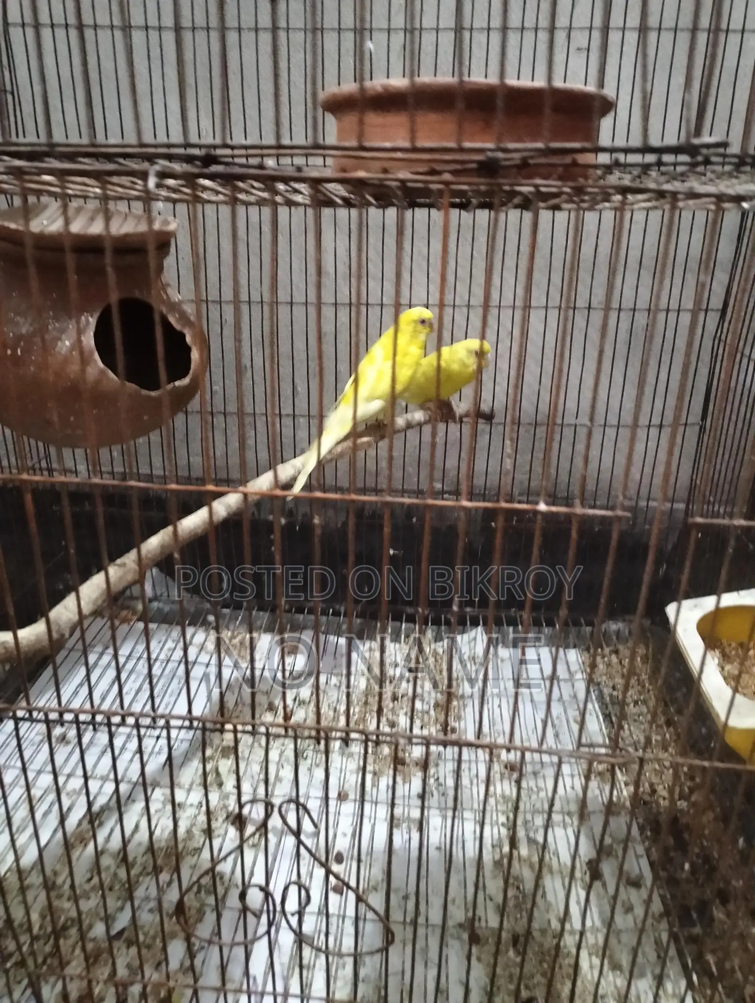 2 Pairs of Running Budgies and Grey Cockatiel