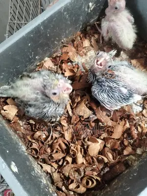 2 Pairs of Running Budgies and Grey Cockatiel