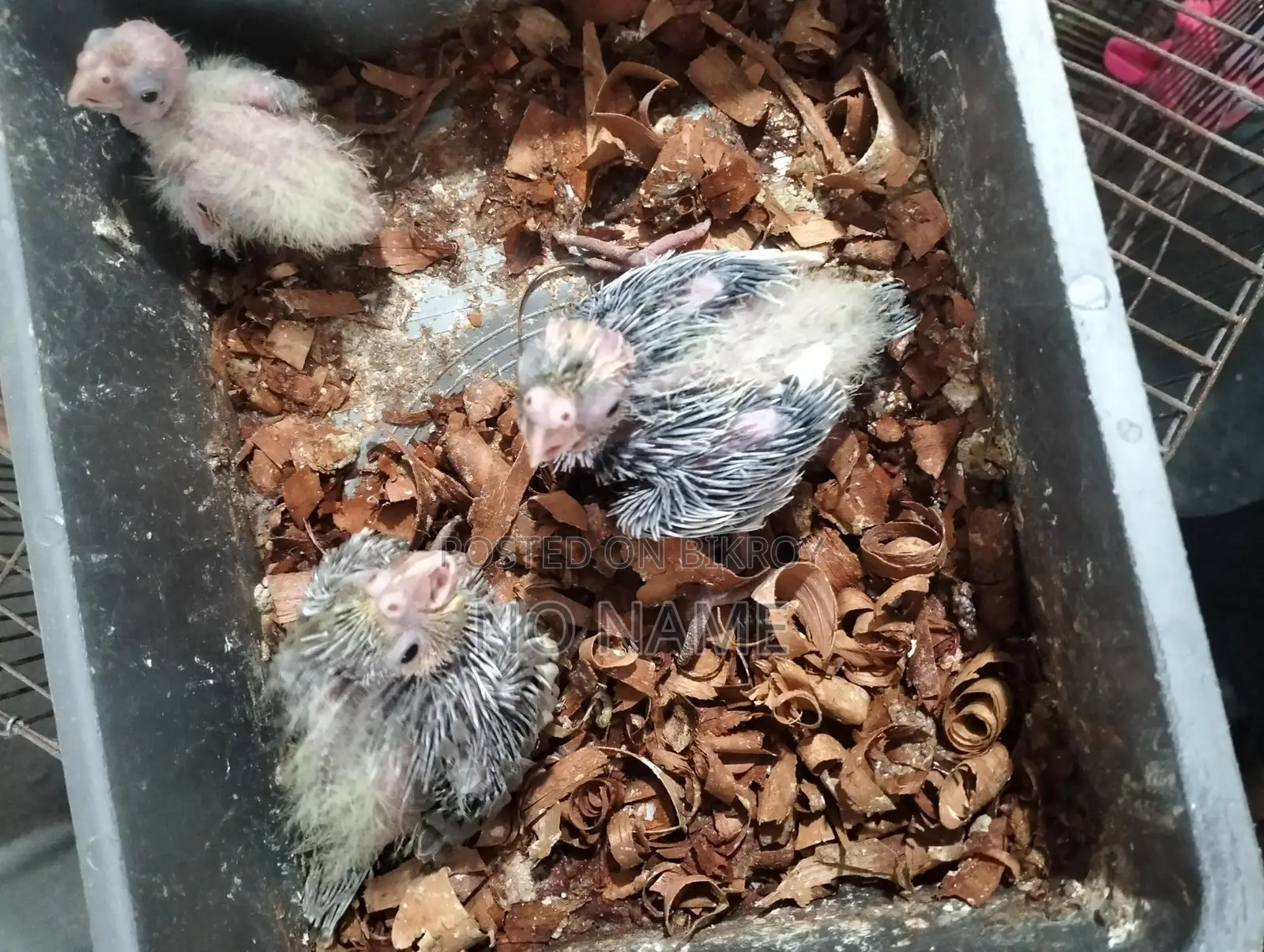 2 Pairs of Running Budgies and Grey Cockatiel