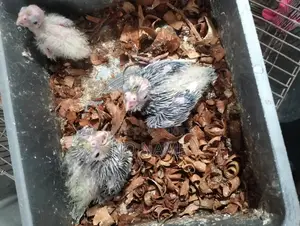 2 Pairs of Running Budgies and Grey Cockatiel