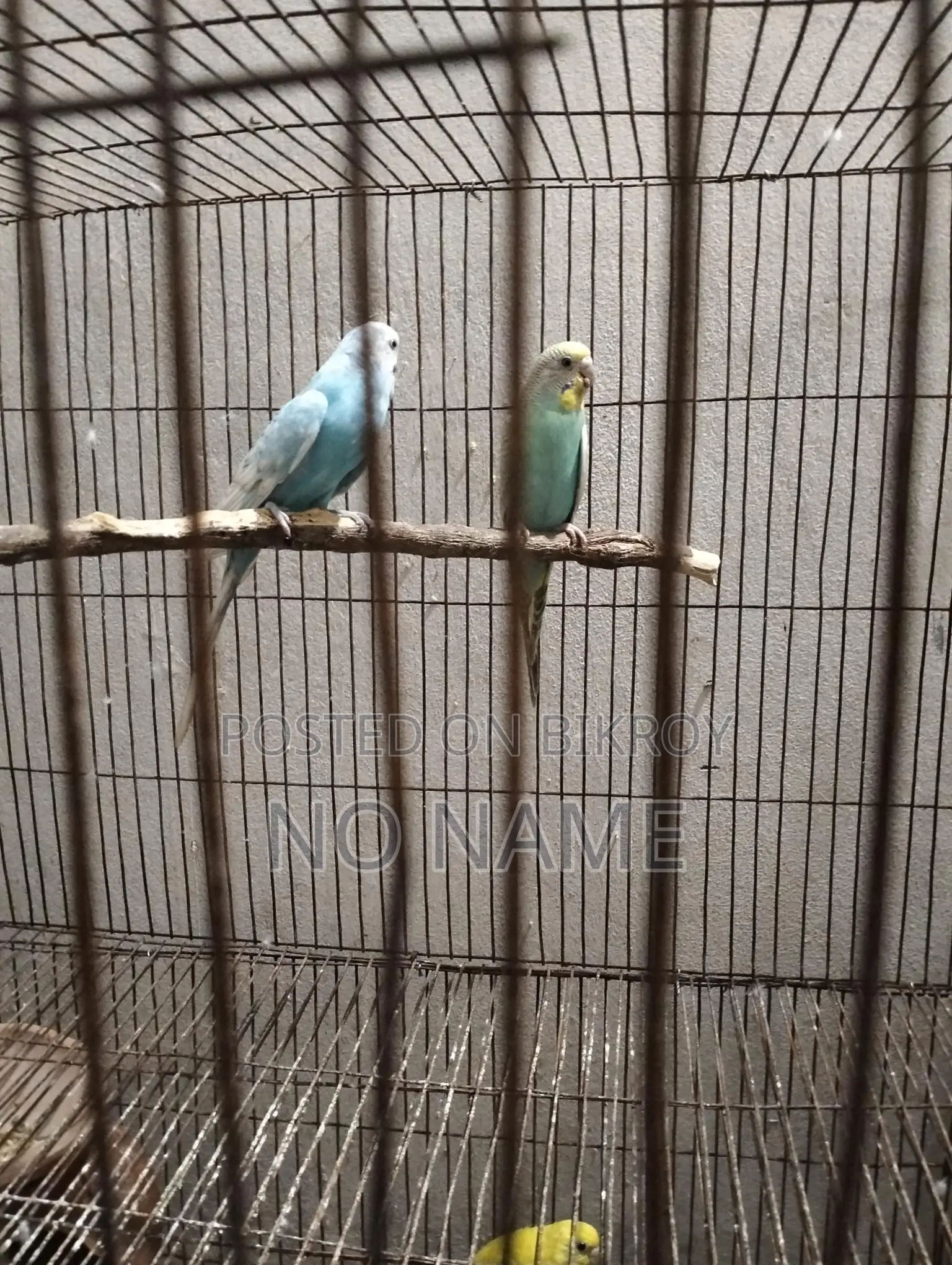 2 Pairs of Running Budgies and Grey Cockatiel