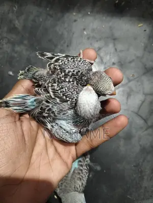 2 Pairs of Running Budgies and Grey Cockatiel