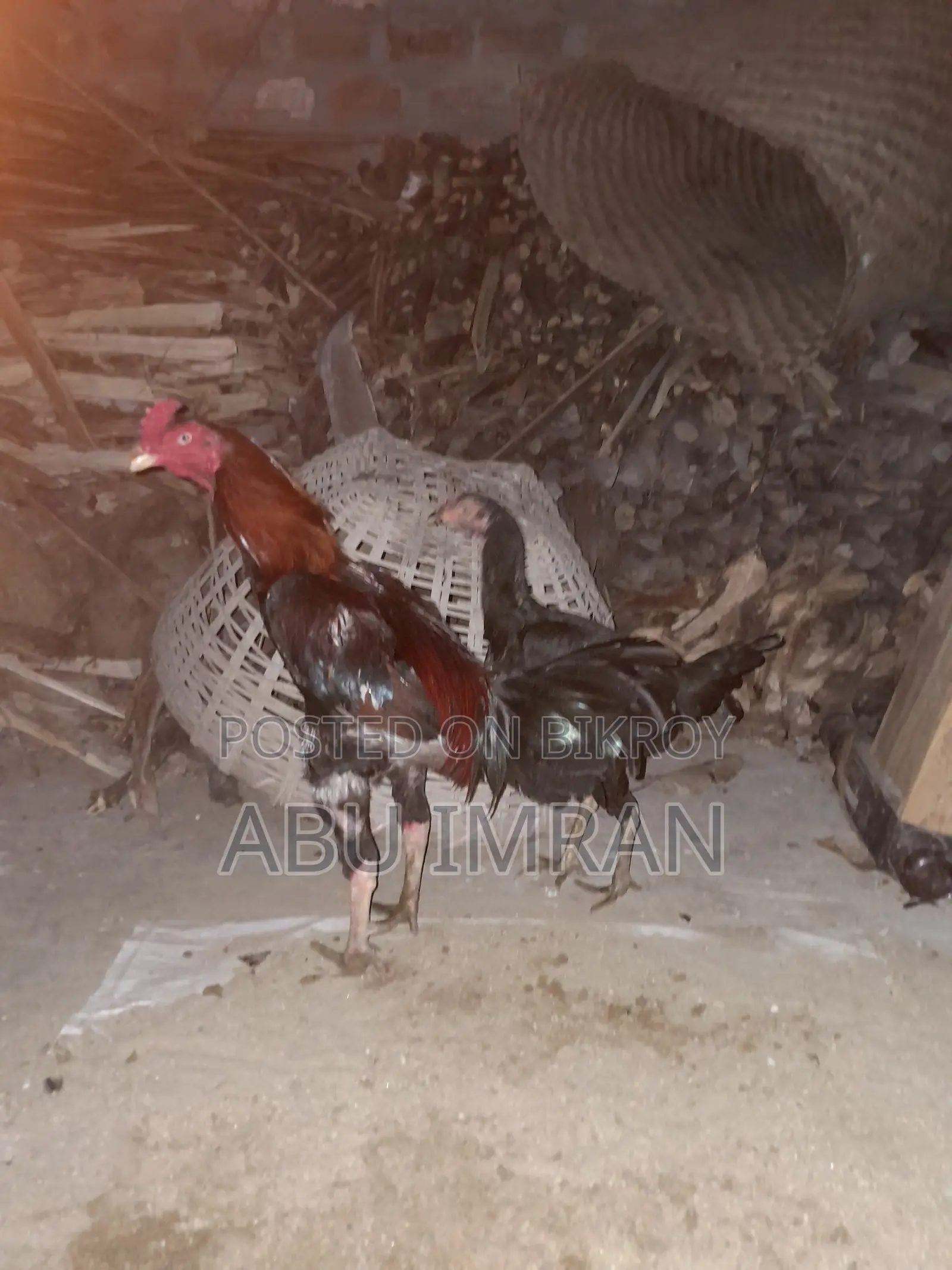 সরালি জোড়া