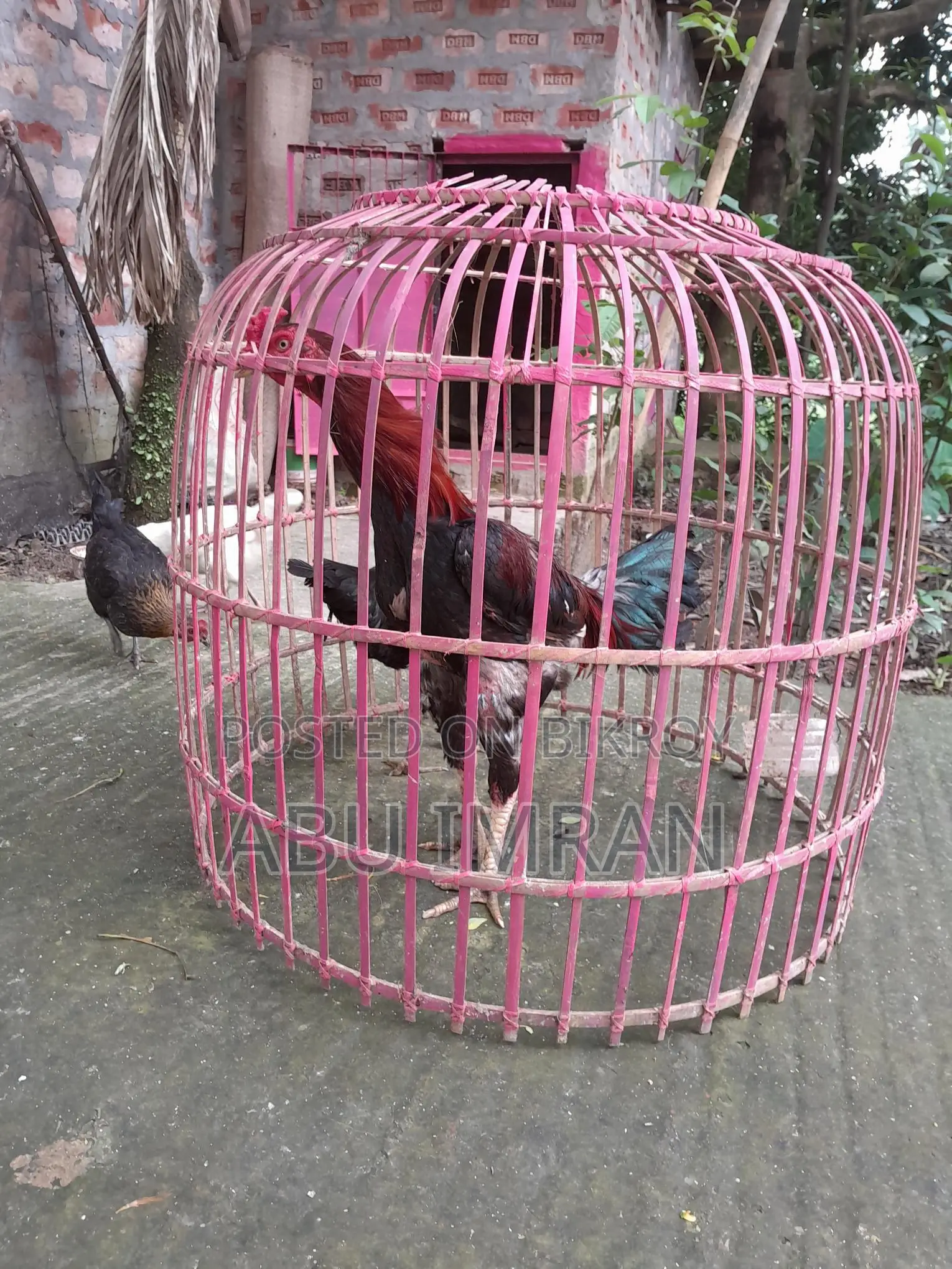 সরালি জোড়া