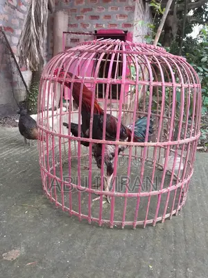 সরালি জোড়া