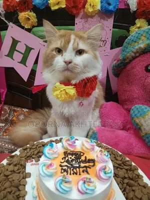 Cat For Adoption