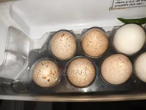 Original Turkey Eggs