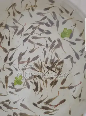 Guppy Fish