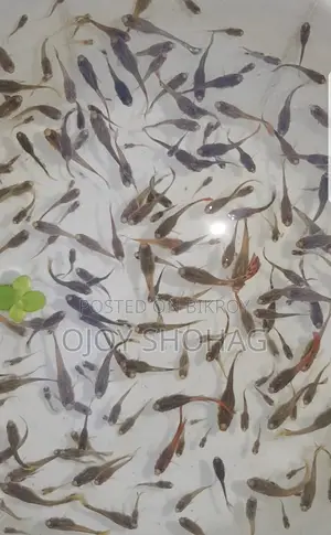 গাপ্পি মাছ