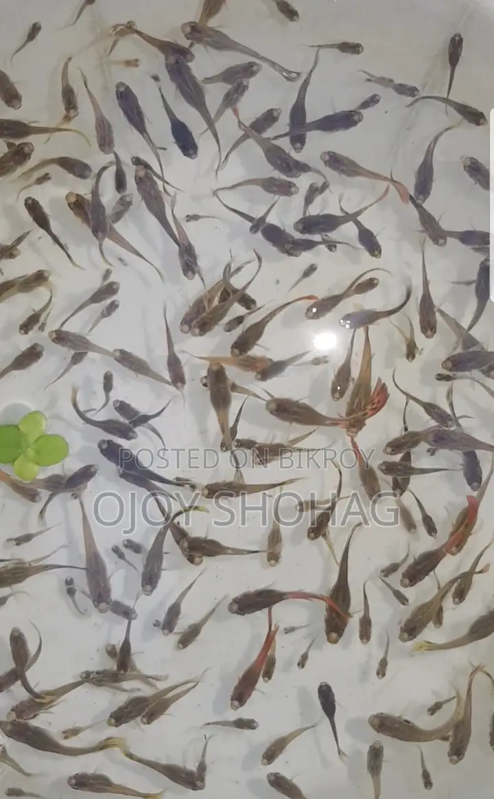 গাপ্পি মাছ