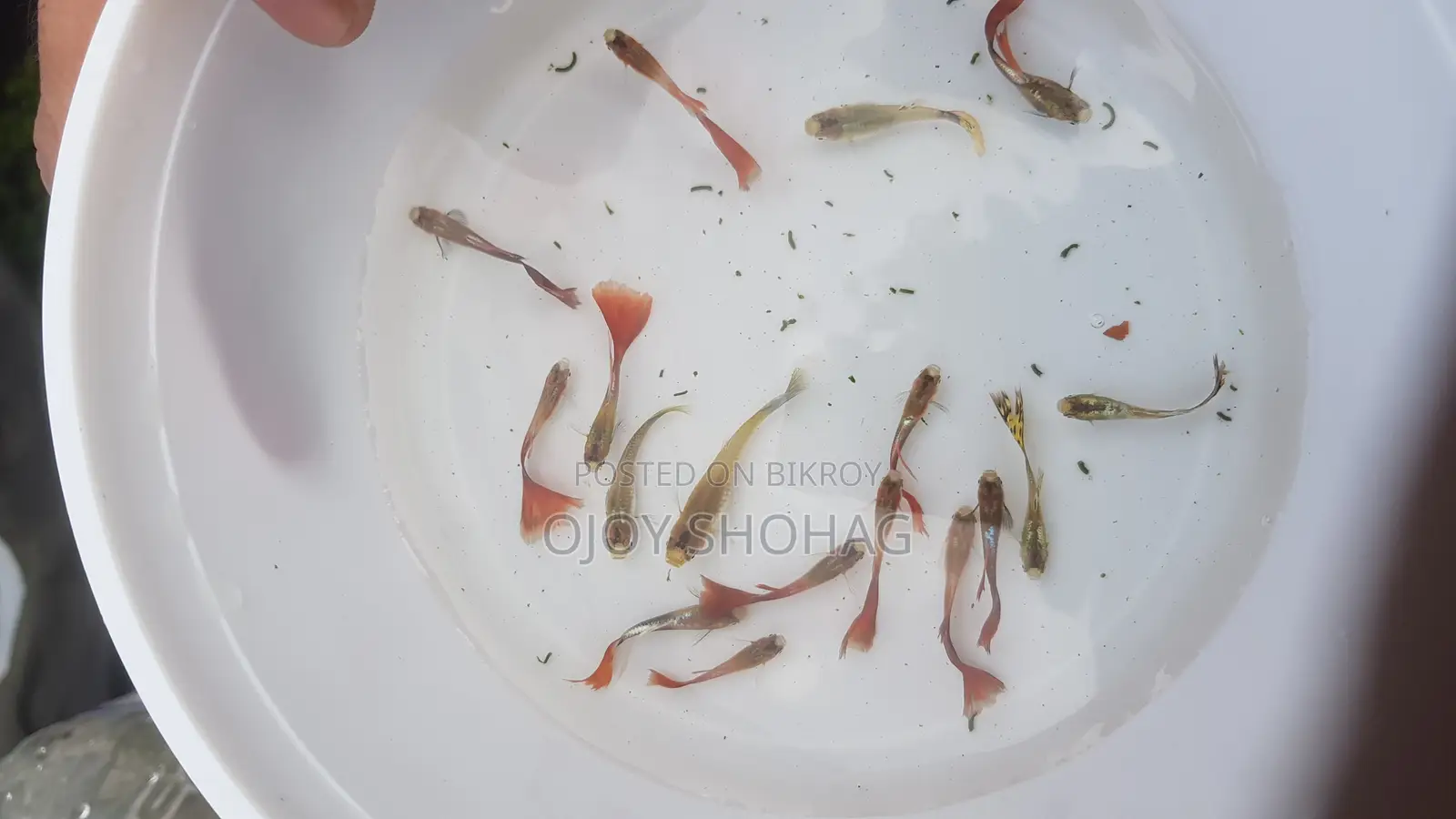 গাপ্পি মাছ