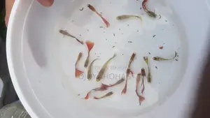 গাপ্পি মাছ