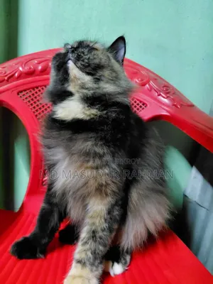 1+ Year Female Purebred Persian Cat