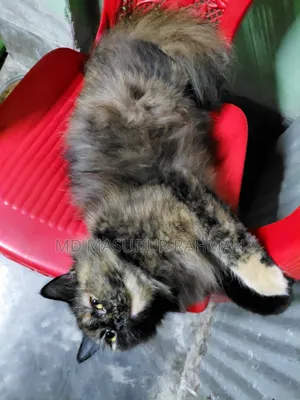 1+ Year Female Purebred Persian Cat