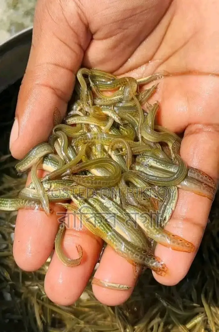 Tarabaim Fish Fry