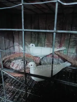 ঘুঘু পাখি..