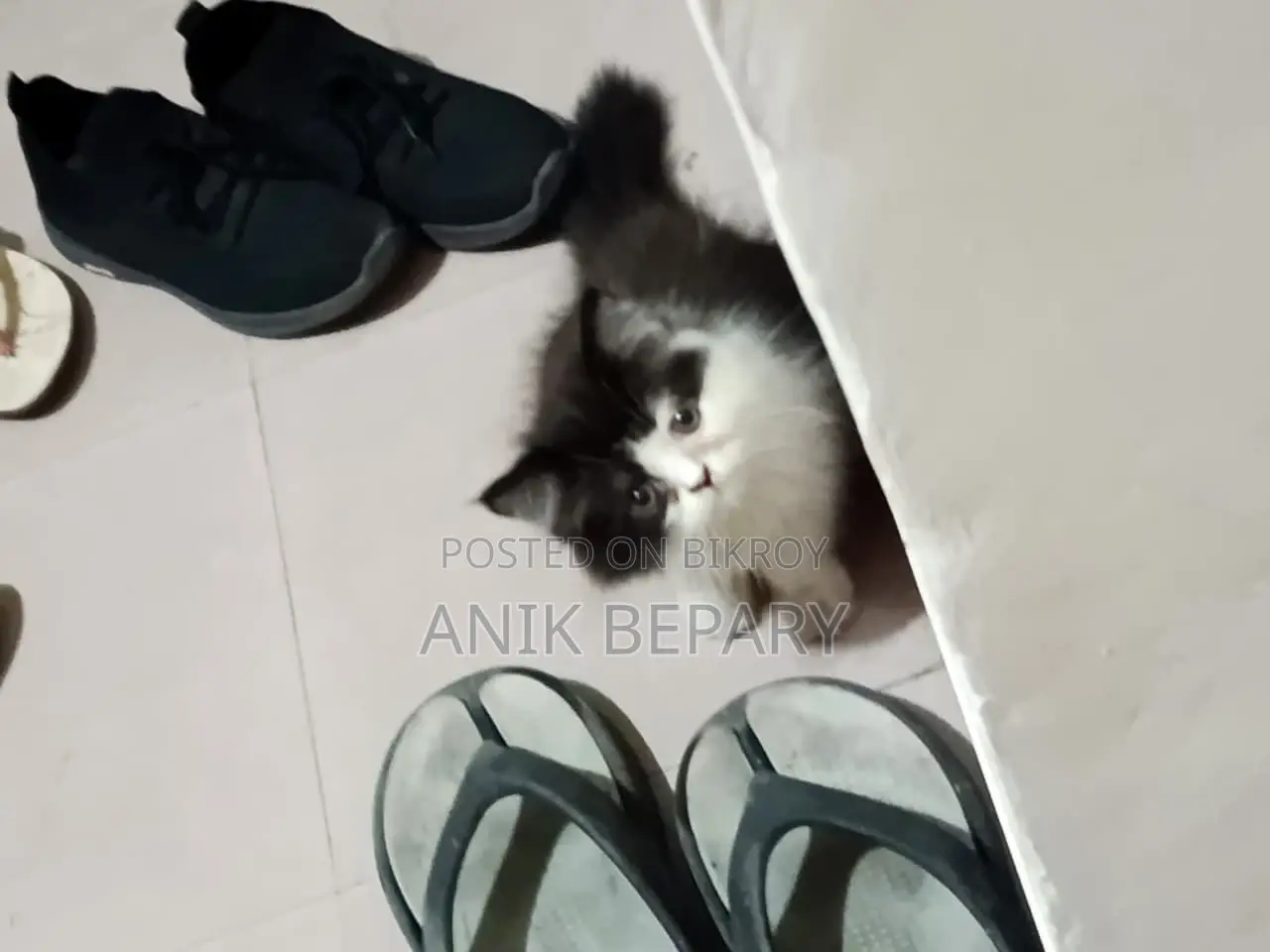 1-3 Months Male Purebred Persian