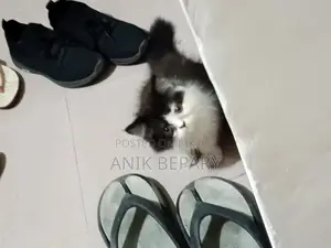 1-3 Months Male Purebred Persian