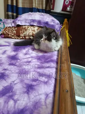 1-3 Months Male Purebred Persian