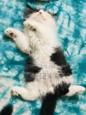 1-3 Months Male Purebred Persian