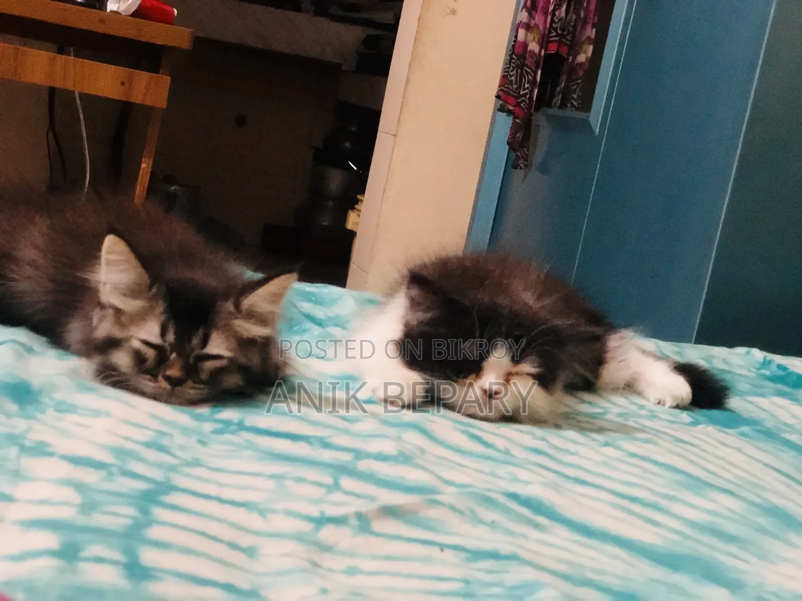 1-3 Months Male Purebred Persian