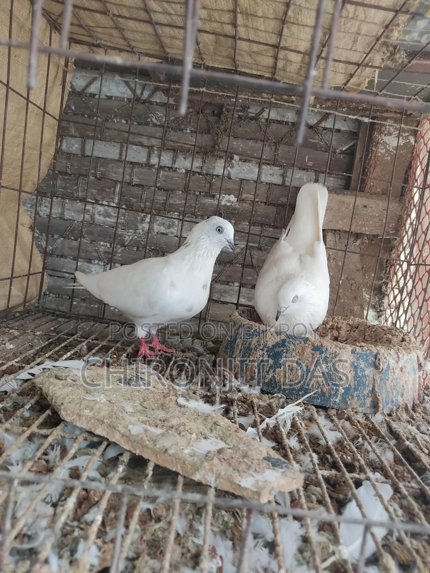 গিরিরাজ ও রাজ গেল্লা