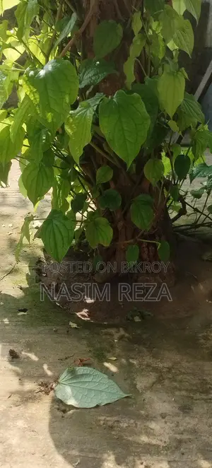 চুই ঝাল