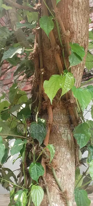 চুই ঝাল