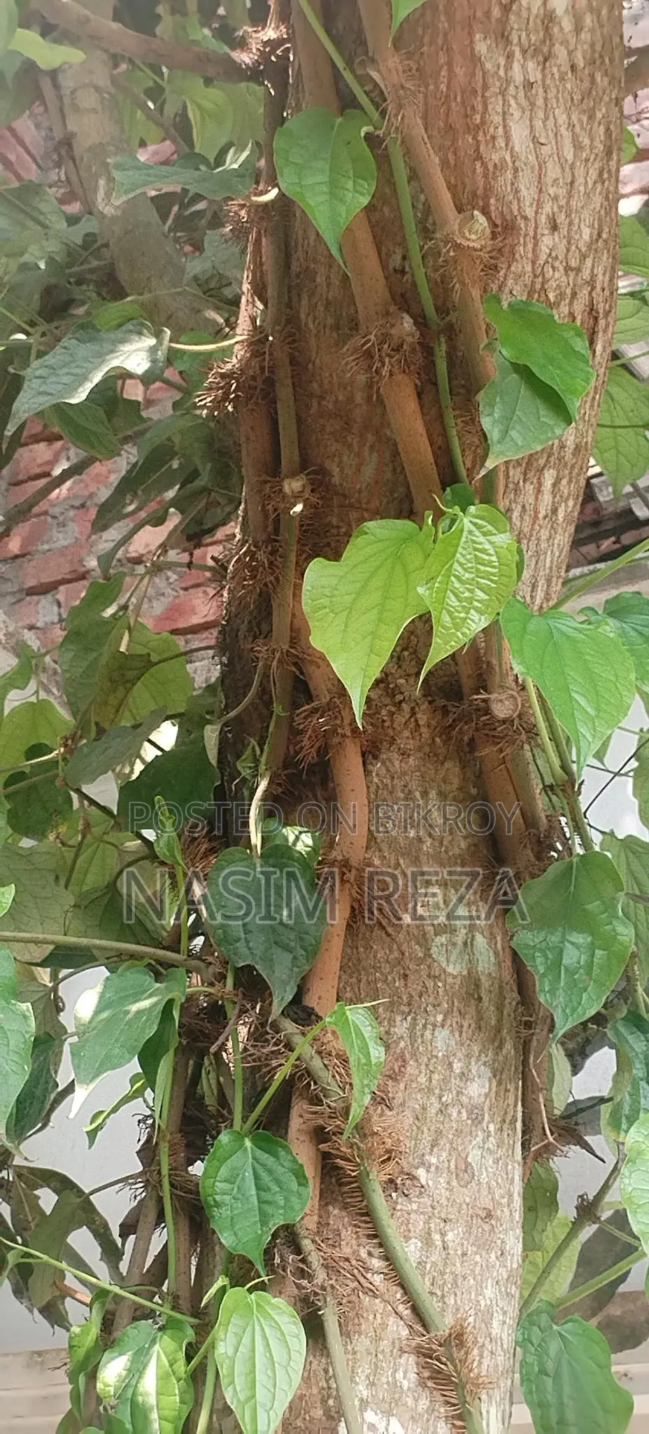 চুই ঝাল