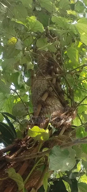 চুই ঝাল