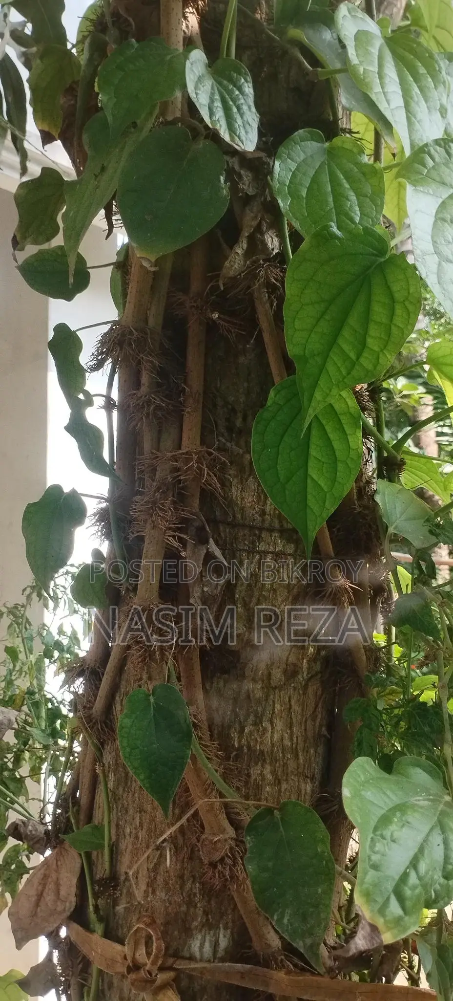 চুই ঝাল